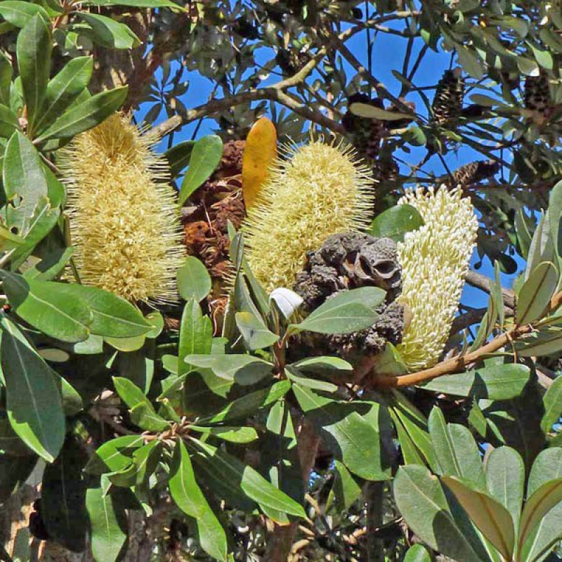 BANKSIA integrifolia | Coast Banksia