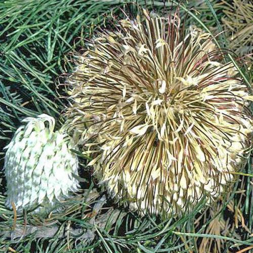 BANKSIA lanata - Coomallo Banksia