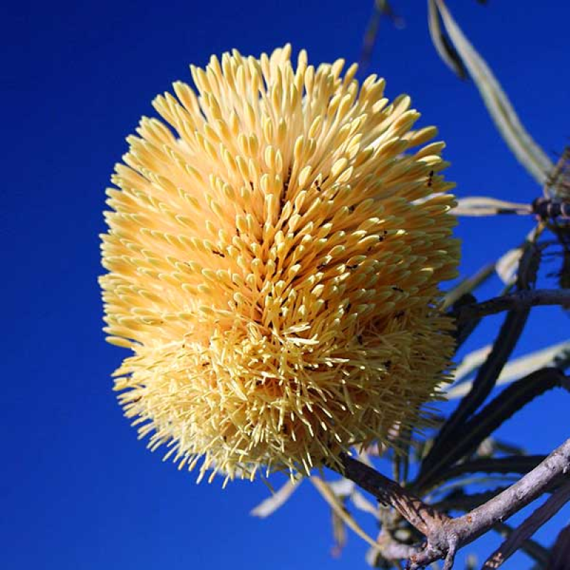 BANKSIA lindleyana - Porcupine Banksia - Echidna Banksia | 
