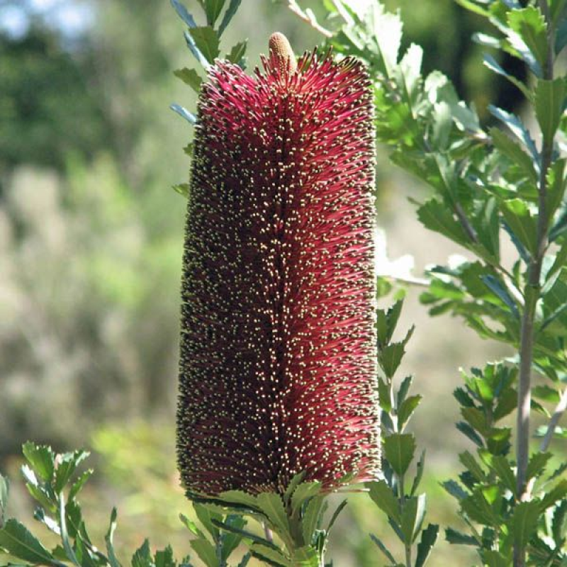 BANKSIA praemorsa Red Flowers | Cut-leaf Banksia