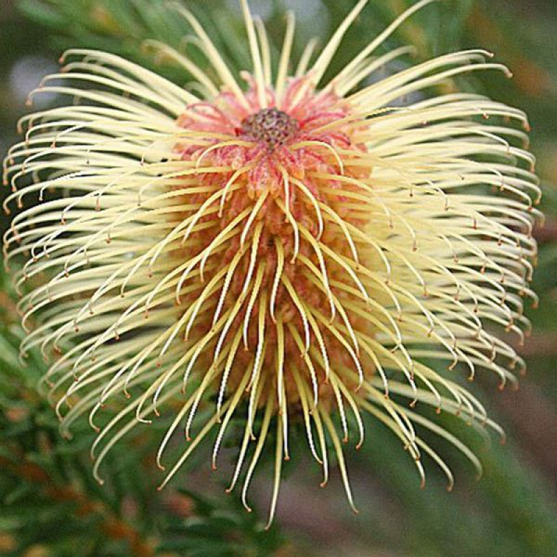 BANKSIA pulchella | Teasel Banksia