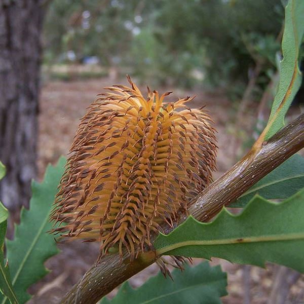 BANKSIA quercifolia