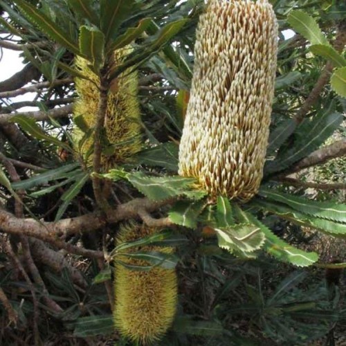 BANKSIA serrata - Saw Banksia