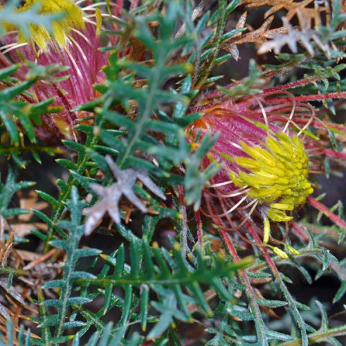 Banksia serratuloides syn Dryandra erratuloides