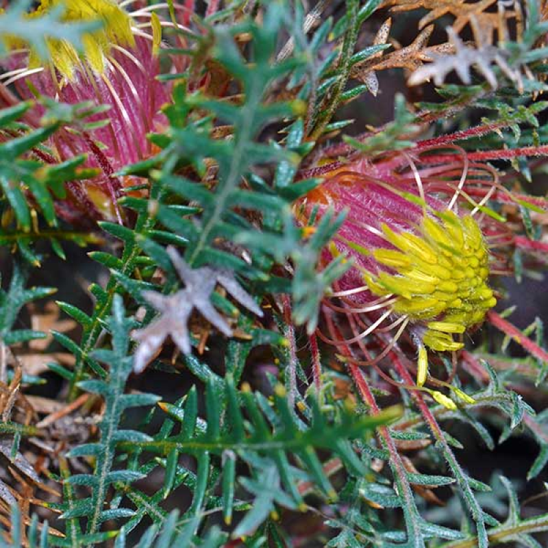 Banksia serratuloides syn Dryandra erratuloides | Image by Jean & Fred CC BY 2.0