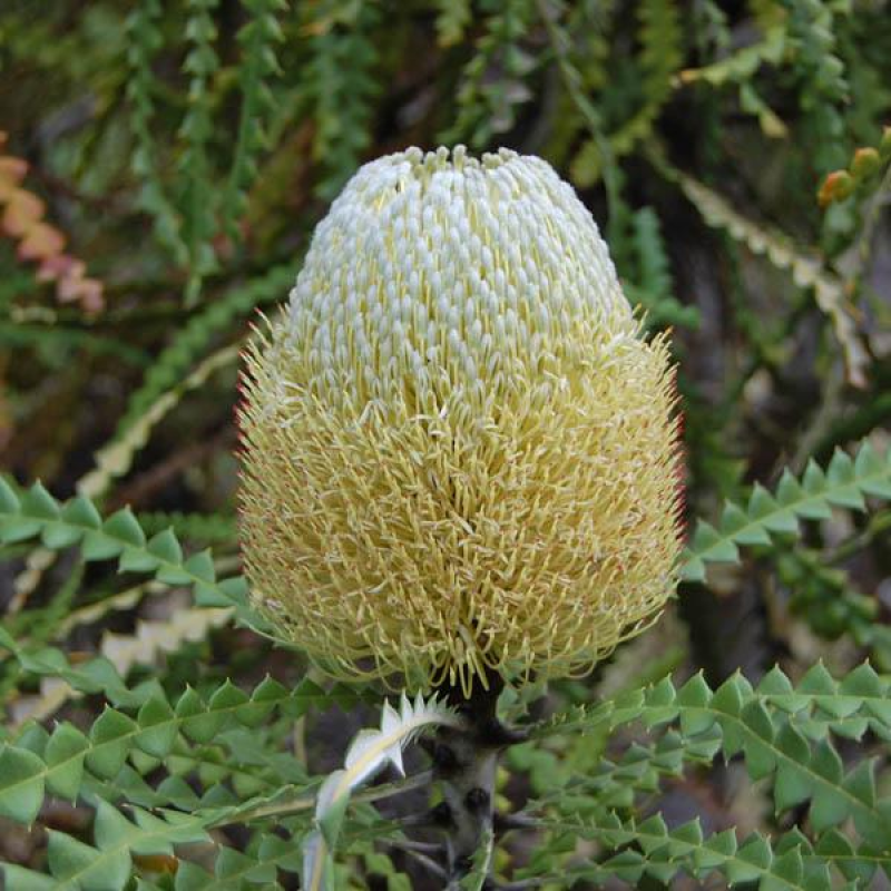 BANKSIA speciosa | Showy Banksia