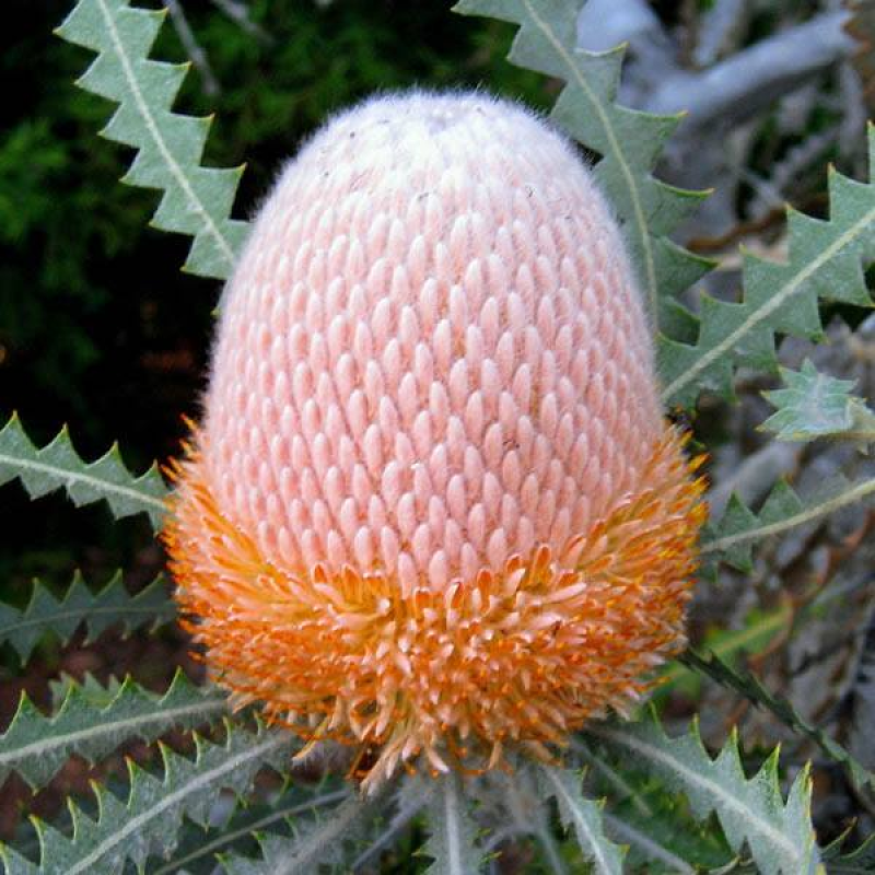 BANKSIA victoriae | Woolly Orange Banksia