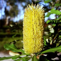 BANKSIA integrifolia - Coast Banksia