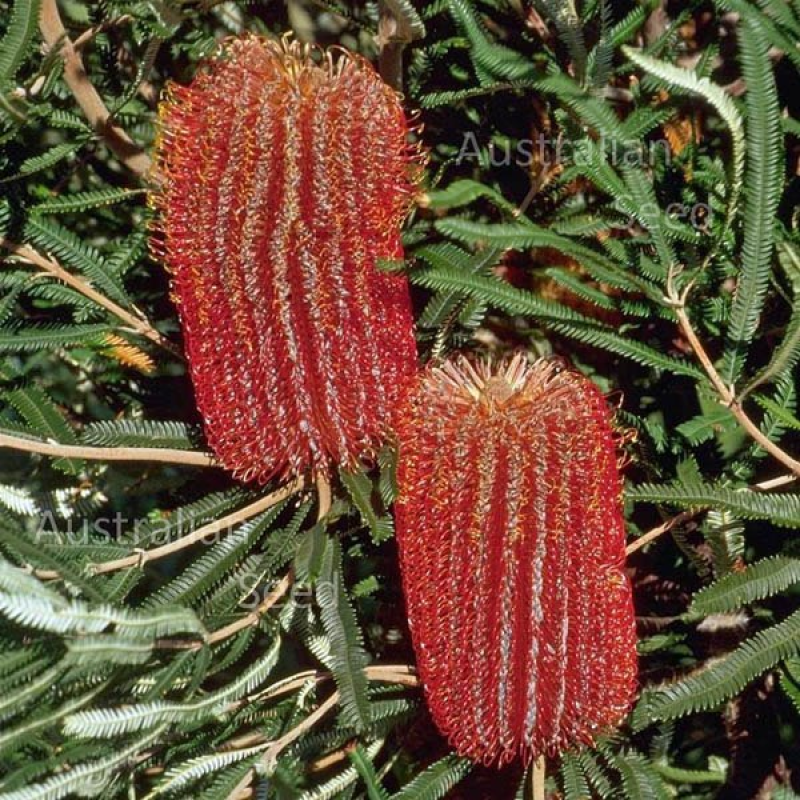 BANKSIA brownii | Feather-leaved Banksia