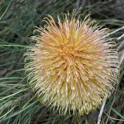 BANKSIA leptophylla - Slender-leaved Banksia