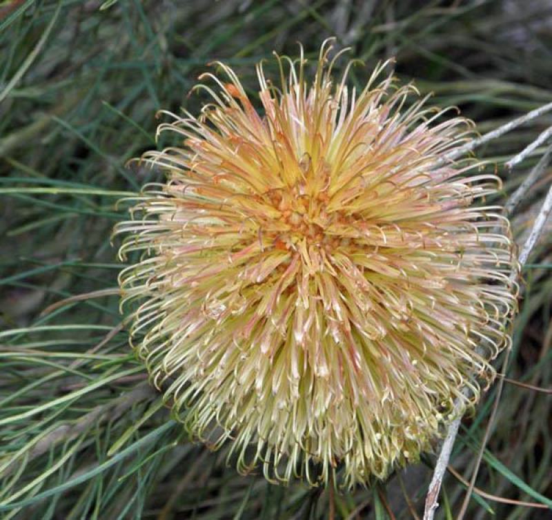 BANKSIA leptophylla - Slender-leaved Banksia | 