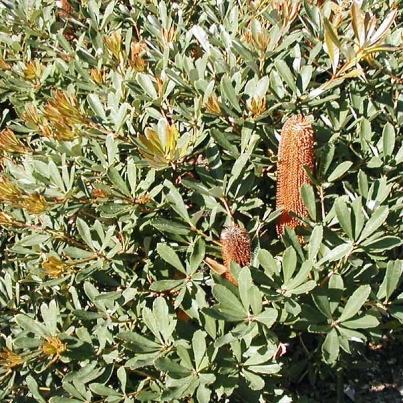 BANKSIA paludosa | Marsh Banksia
