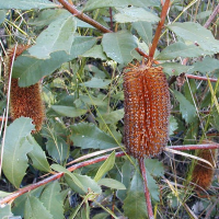 BANKSIA paludosa bud | Marsh Banksia