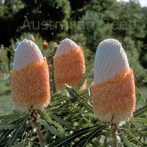 BANKSIA prionotes - Acorn Banksia