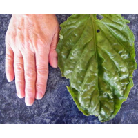 BASIL Lettuce Leaf