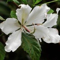 BAUHINIA variegata alba