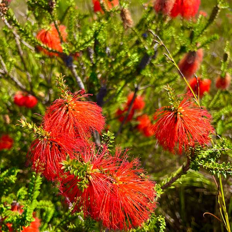 BEAUFORTIA sparsa -Swamp Flameflower | Copyright Australian Seed