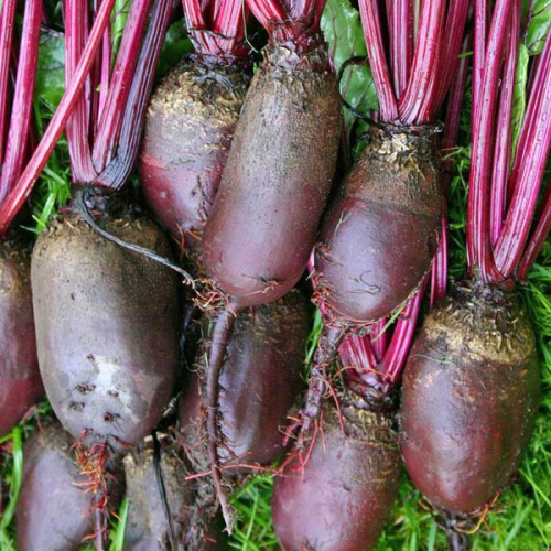 BEETROOT Cylindra