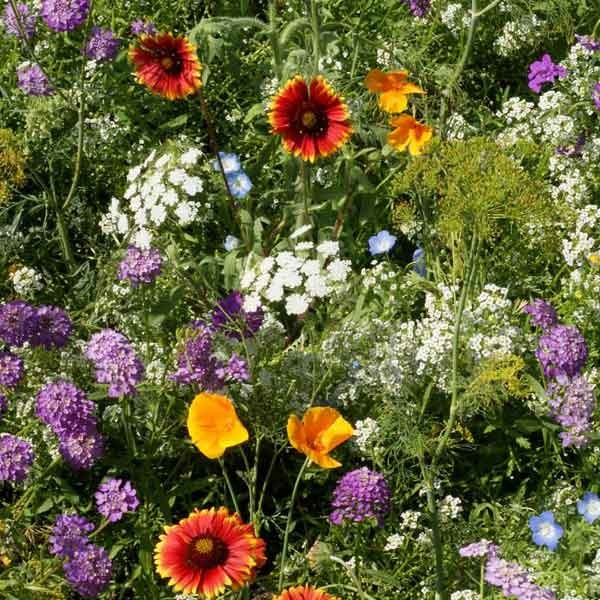 Beneficial Insect Seed Mixture