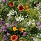 Beneficial Insect Seed Mixture