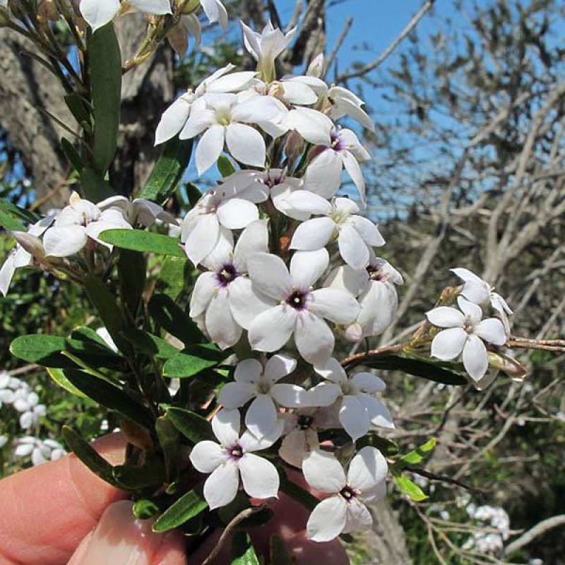 BILLARDIERA floribunda | White Flowering Billardiera