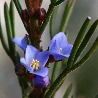 BORONIA ramosa - Blue Boronia