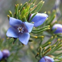BORONIA ramosa - Blue Boronia