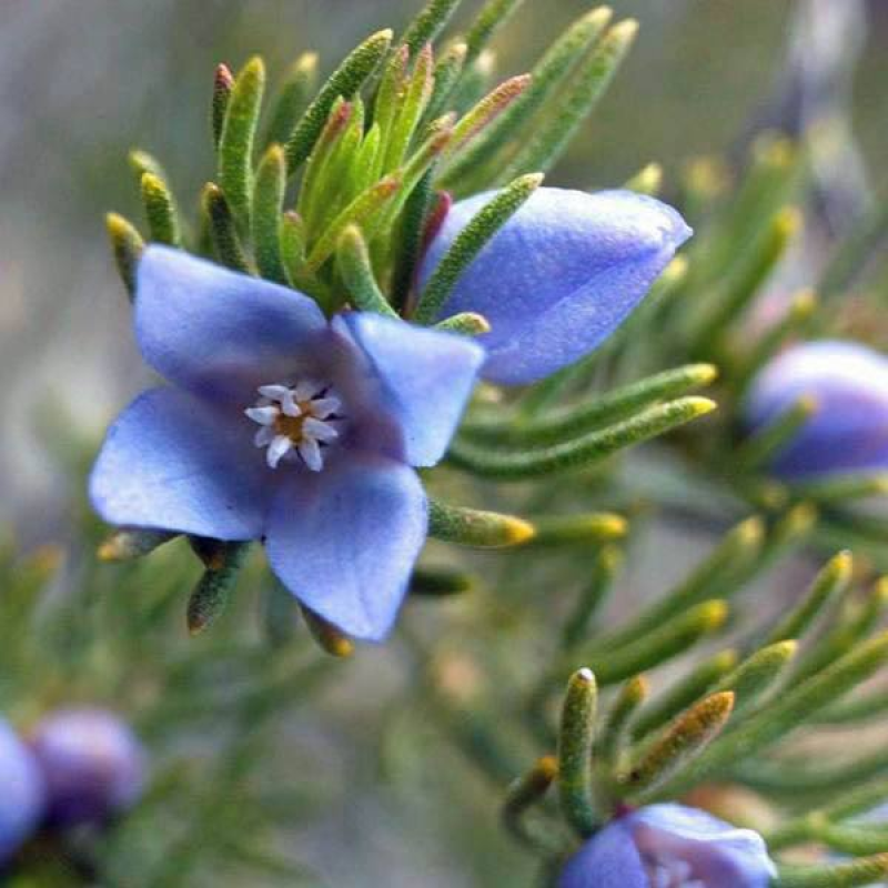 BORONIA ramosa - Blue Boronia | 