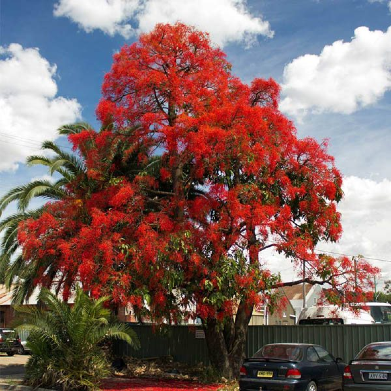 BRACHYCHITON acerifolius - Illawarra Flame Tree | Image by Bidgee ShareAlike 3.0 Australia (CC BY-SA 3.0 AU)
