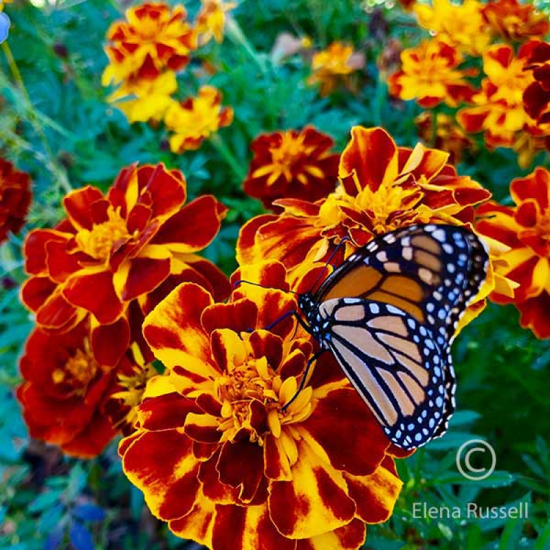 Butterfly Flower Mix | Image copyright Elena Russell