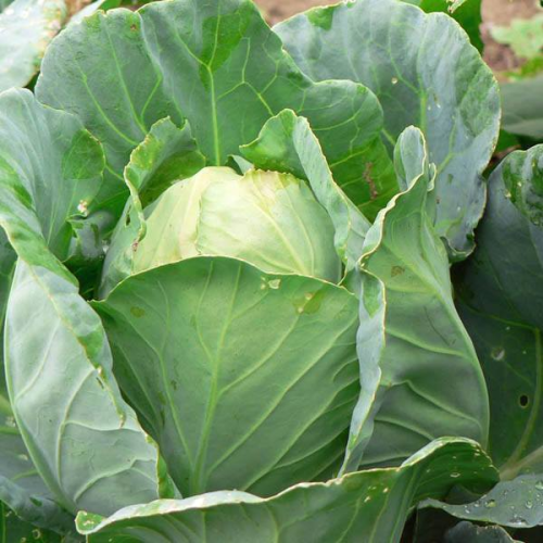 CABBAGE Early Jersey Wakefield