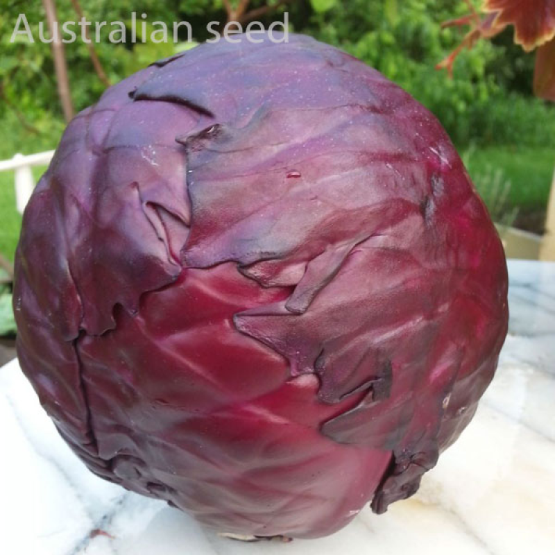 CABBAGE Red Express | 