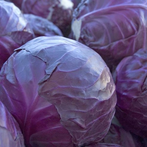 CABBAGE Red Acre