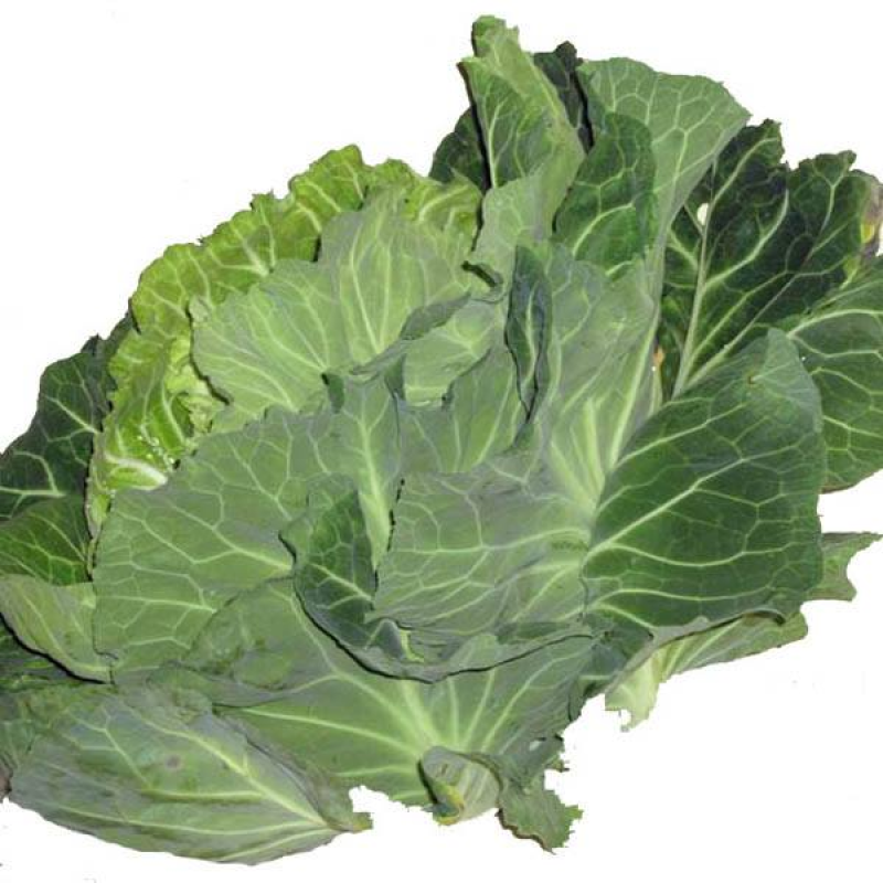 CABBAGE Tronchuda | Portuguese Kale