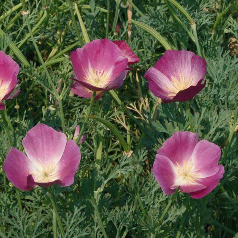 california-poppy-purple-gleam-eschscholzia-californica.jpg | 
