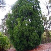 CALLITRIS columellaris | White Cypress Pine