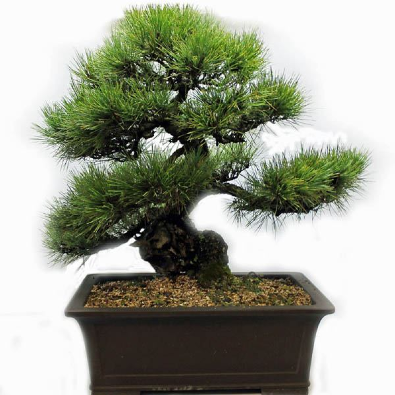 CALLITRIS endlicheri | Black Cypress Pine