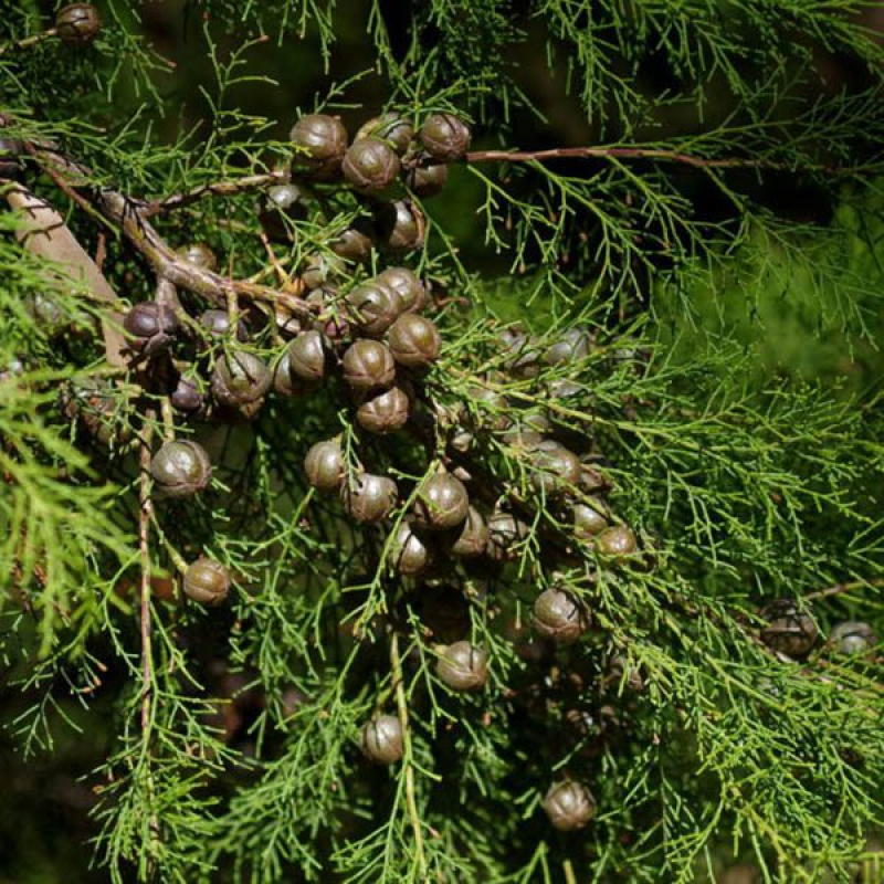 CALLITRIS columellaris | White Cypress Pine