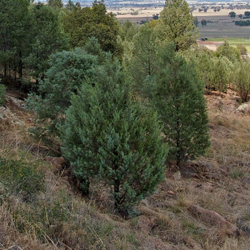 CALLITRIS canescens | Cypress pine