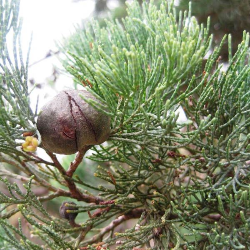 CALLITRIS glaucophylla | White Cypress Pine