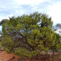 CALLITRIS verrucosa | Scrub Cypress Pine