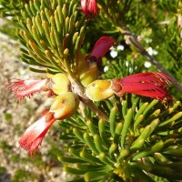 CALOTHAMNUS validus - Barrens Clawflower