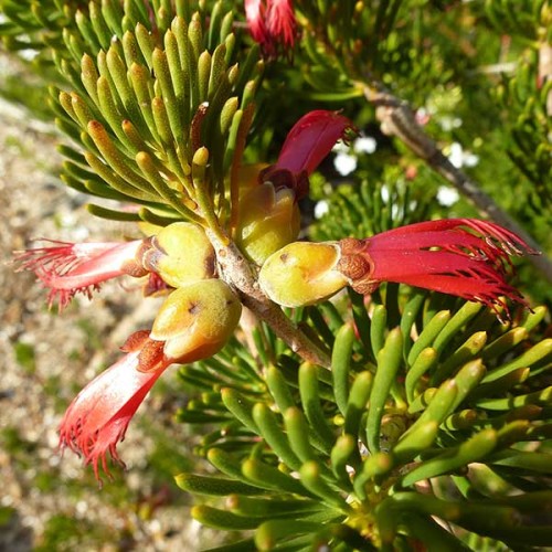 CALOTHAMNUS validus - Barrens Clawflower