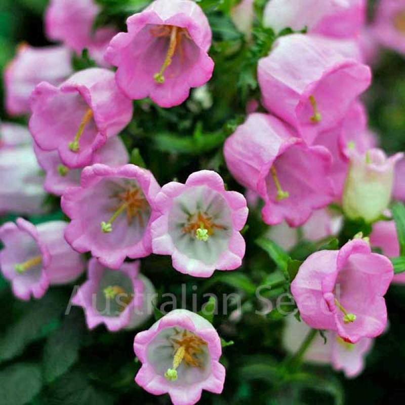 CAMPANULA Medium Rose Pink (Bellflower) | 