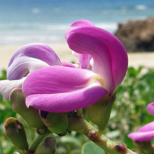 CANAVALIA rosea - Wild Jack Bean
