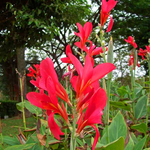 CANNA indica - Canna Lily Red