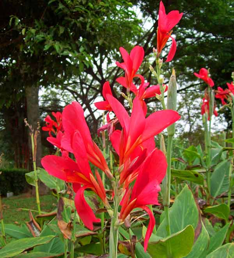 CANNA indica - Canna Lily Red | 