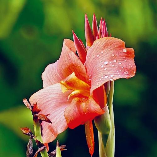 canna-south-pacific