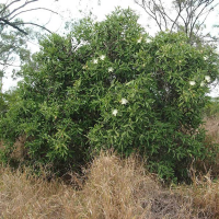 CANAVALIA rosea