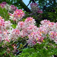 CASSIA javanica - Apple Blossom Tree